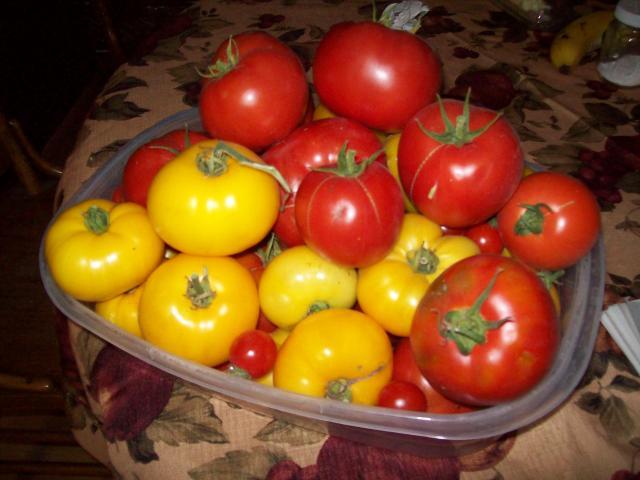 Tomato - Nevada Slicer