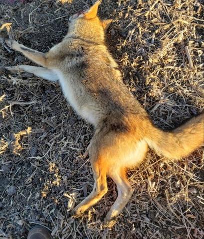 How to make Home made Coyote Bait - Trapperman Forums