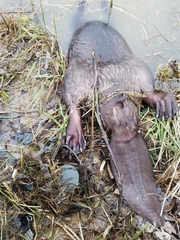 New to Beaver Trapping - Trapperman Forums