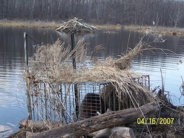 Live Traps for Beaver??? - Trapperman Forums