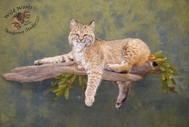 that's life taxidermy cat