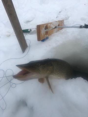 Just finished my tip down - Ice Fishing Forum - Ice Fishing Forum