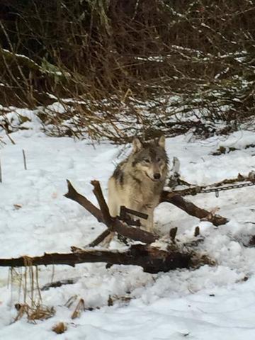 Interesting wolf coyote mount - Trapperman Forums