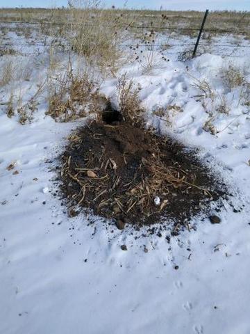 Are Badger holes much bigger then groundhog holes? - Trapperman Forums