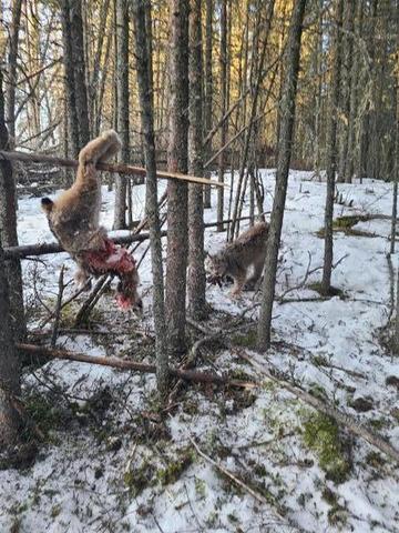 Wolf trapping - Trapperman Forums