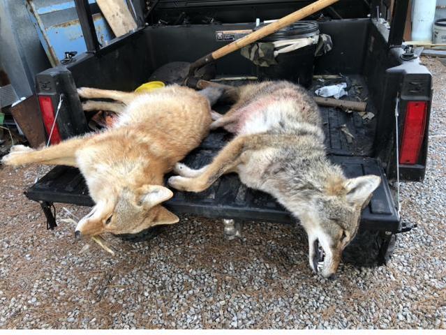Eastern Coyote lure - Trapperman Forums