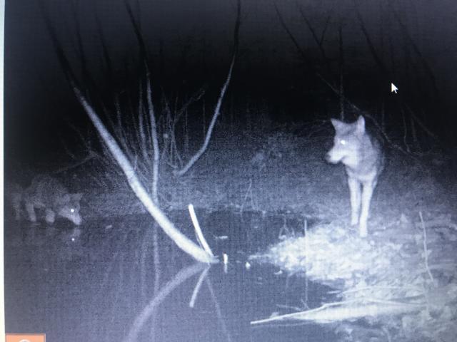 Wolf trapping - Trapperman Forums