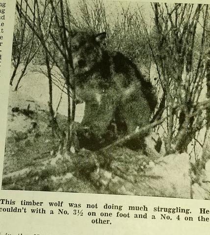 [Linked Image]