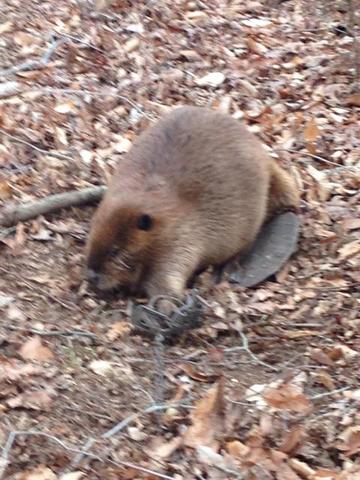 A few beavers from the other day. Put out 4 traps for 12 hours 3