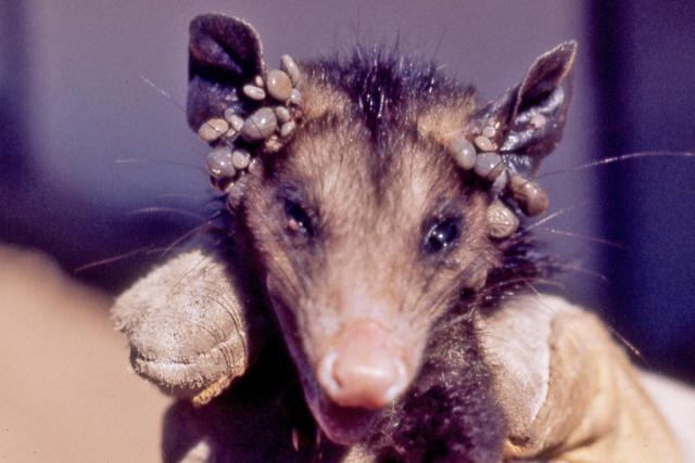 Possum - Trapperman Forums