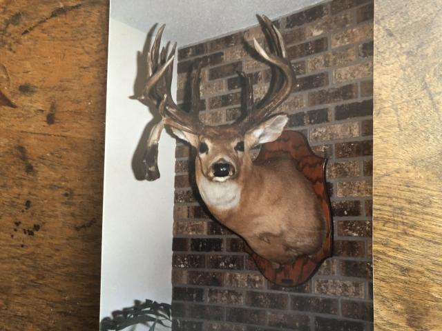 Score this deer (updated score) - Trapperman Forums