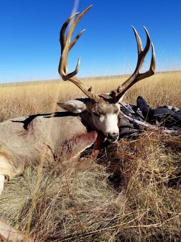 Score this deer (updated score) - Trapperman Forums