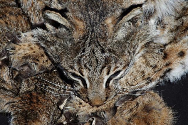 Rabbit - Tanned Pelt - Minnesota Trapline