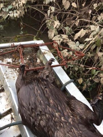 New to Beaver Trapping - Trapperman Forums
