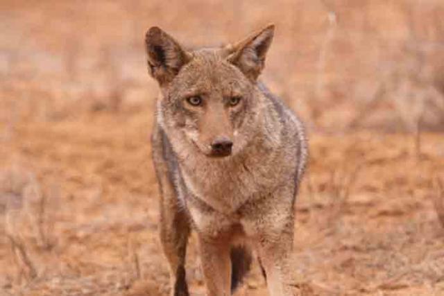 Coyote/fox gland - Trapperman Forums