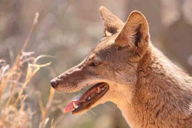 Coyote/fox gland - Trapperman Forums