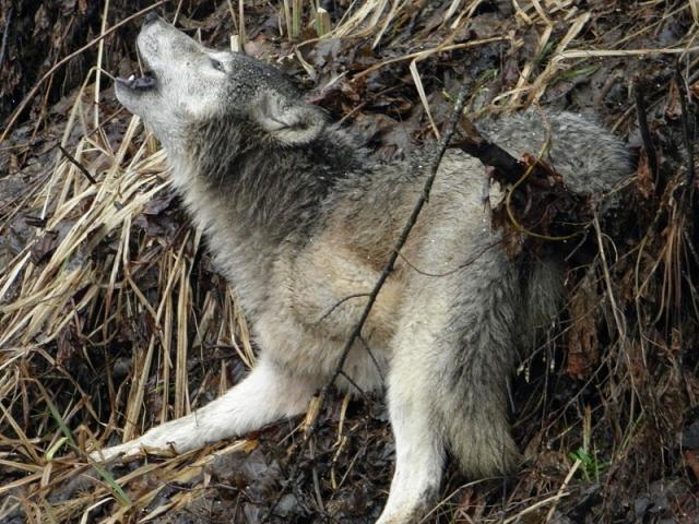 Interesting wolf coyote mount - Trapperman Forums