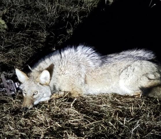 Bridger #2OS and #1.75 coil and coyotes ?? - Trapperman Forums