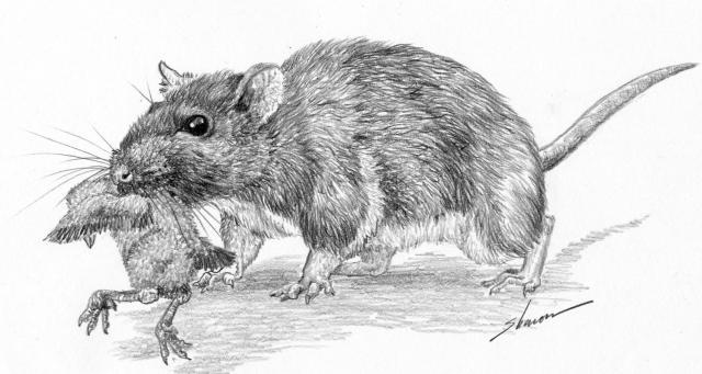 Voles - Trapperman Forums