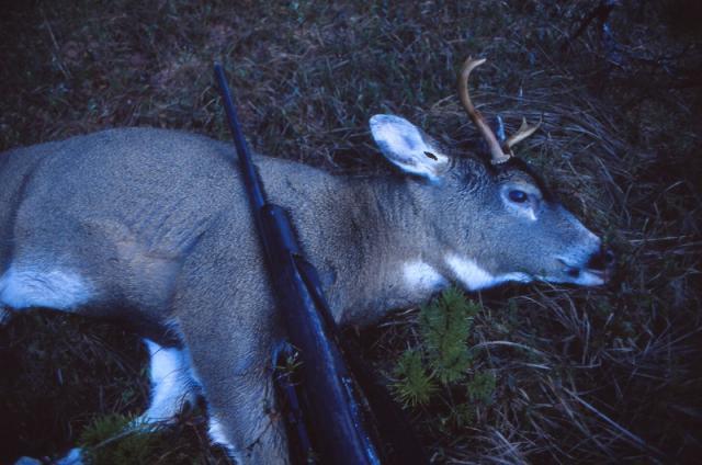 Score this deer (updated score) - Trapperman Forums