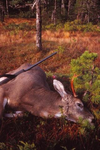 https://trapperman.com/forum/attachments/usergals/2022/12/full-10376-160106-sitka_deer_hunt_d_x.jpg