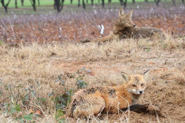 Cage Trapping Red Fox - Trapperman Forums