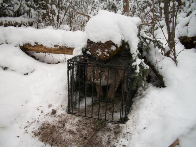 Building the Ultimate winter dog house? - Trapperman Forums