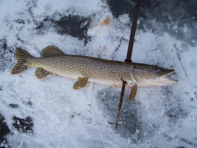 Spear Fishing on Ice - An Old Tradition of Stabbing Northern Pike