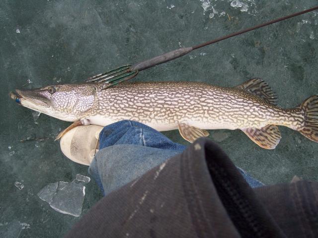 SD Darkhouse Pike Spearing - Trapperman Forums