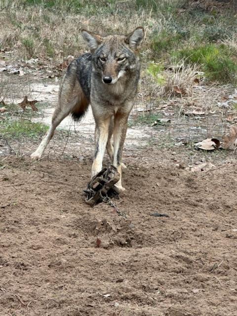 Interesting wolf coyote mount - Trapperman Forums