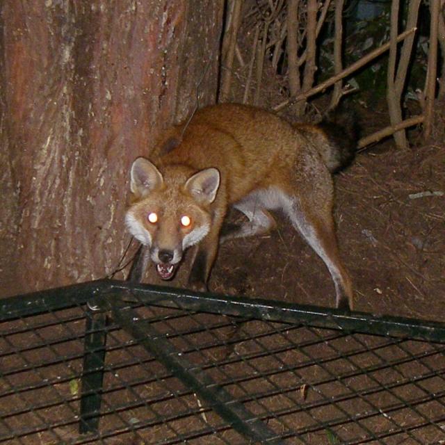 Cage Trapping Red Fox - Trapperman Forums