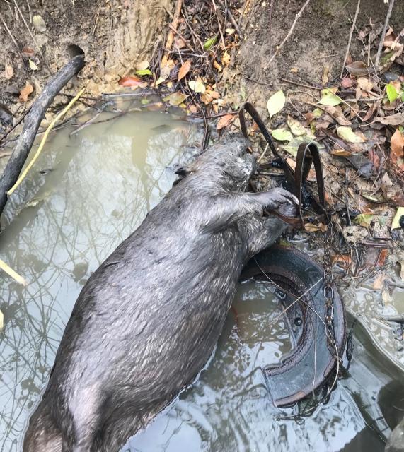 New to Beaver Trapping - Trapperman Forums