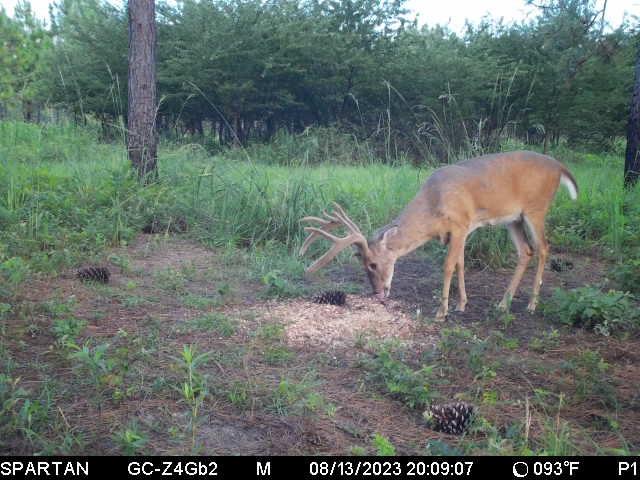 Score this deer (updated score) - Trapperman Forums