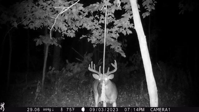 Deer picture - Trapperman Forums