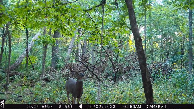 Deer picture - Trapperman Forums