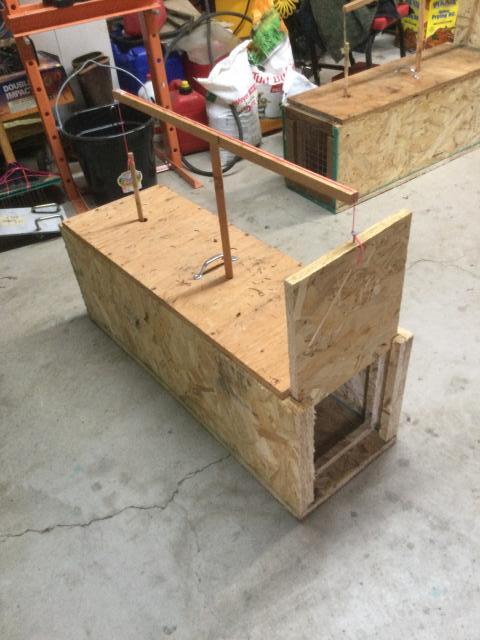 Northern Raccoon Live Trap 12x12x36