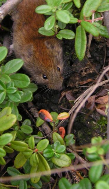 Trapline Products Vole Trapping Page
