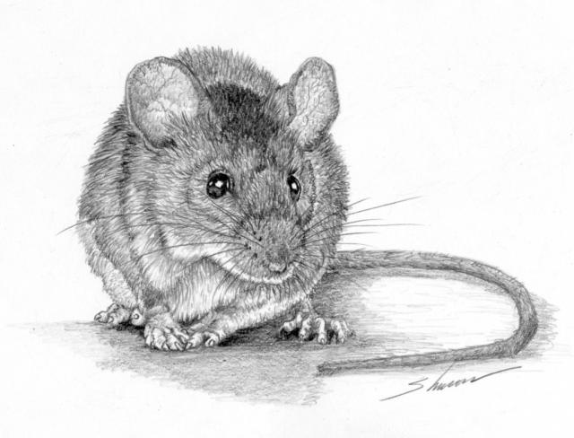 Voles - Trapperman Forums