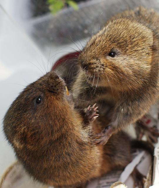 Voles - Trapperman Forums