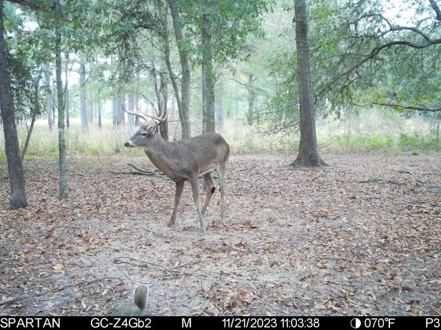 Score this deer (updated score) - Trapperman Forums