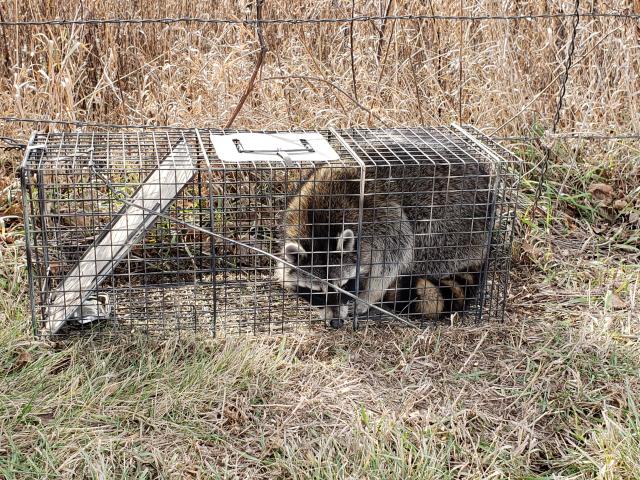 What gage wire for coon traps - Trapperman Forums