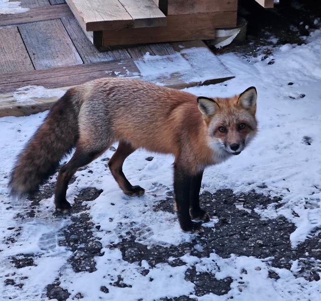 The yard fox: - Trapperman Forums