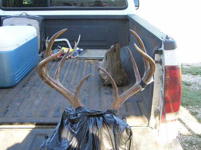 Score this deer (updated score) - Trapperman Forums