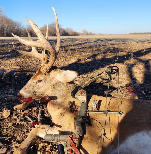 Score this deer (updated score) - Trapperman Forums