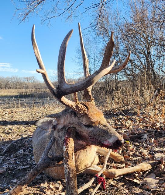 Score this deer (updated score) - Trapperman Forums