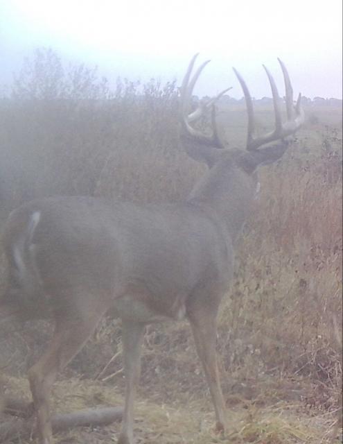 Score this deer (updated score) - Trapperman Forums