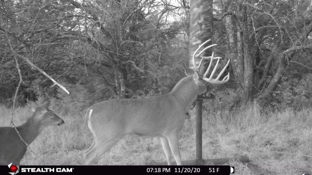 Score this deer (updated score) - Trapperman Forums