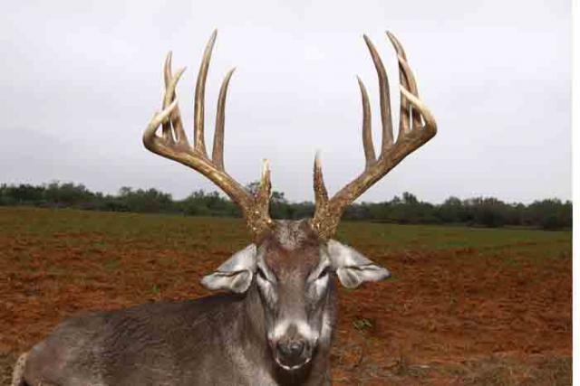 Score this deer (updated score) - Trapperman Forums