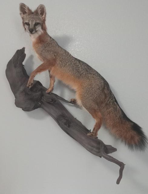 [Linked Image]