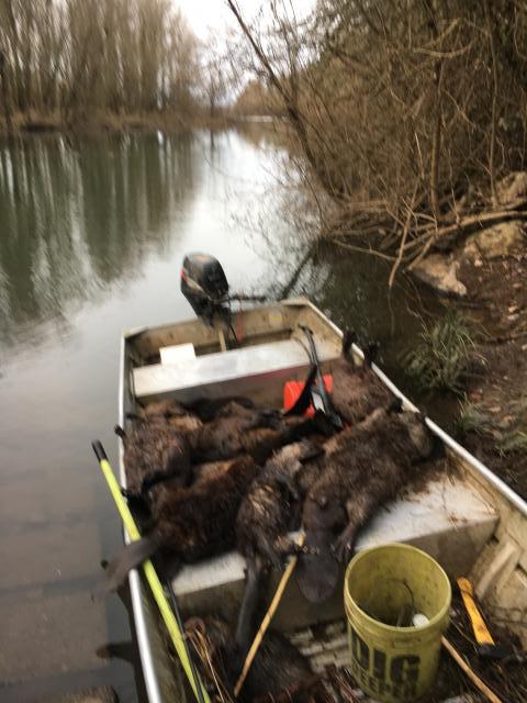 New to Beaver Trapping - Trapperman Forums